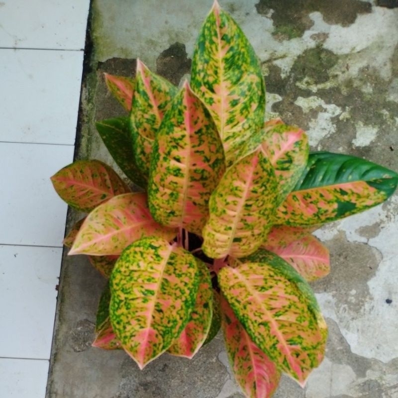 aglonema big Roy jumbo rumpun 3