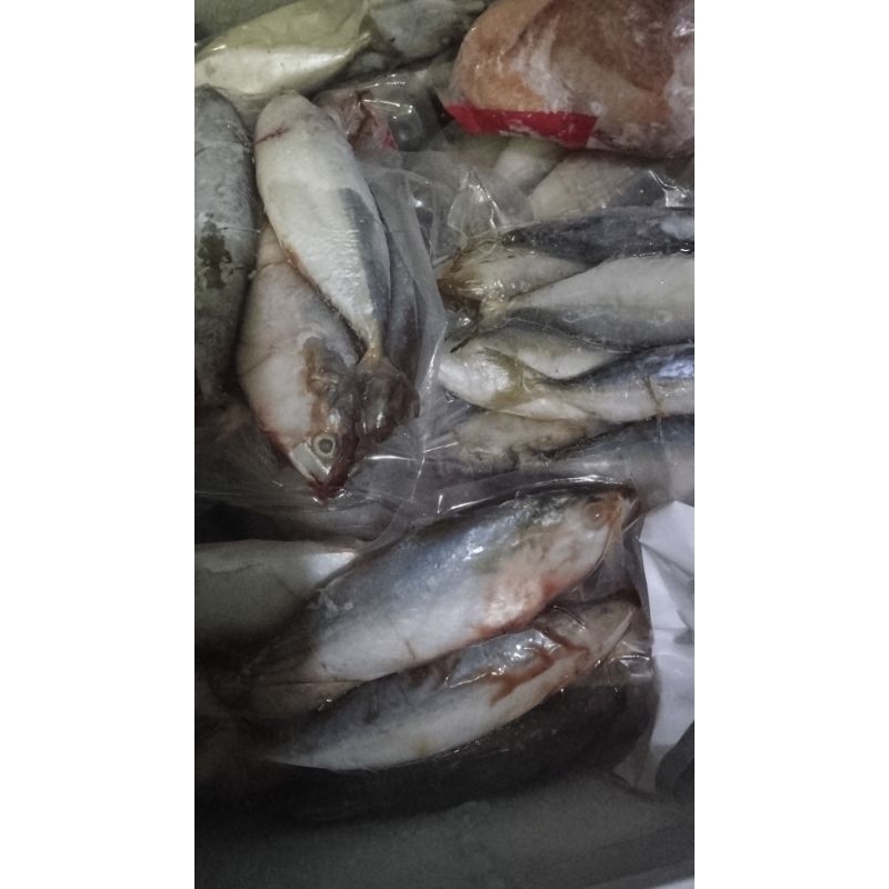 

ikankembung