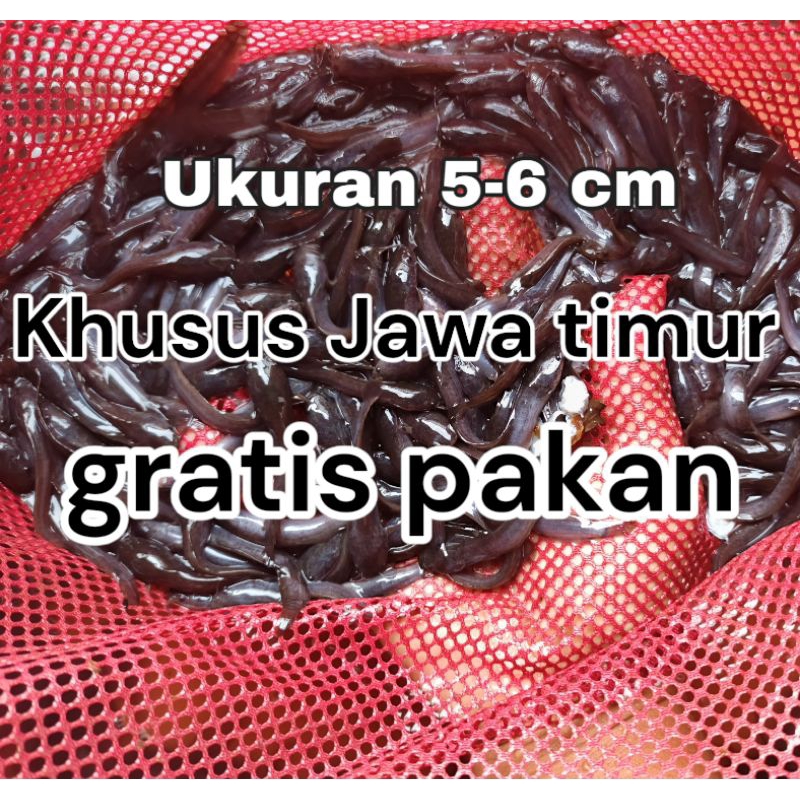 benih lele ukuran 5-6 cm isi 35 biji bonus pakan
