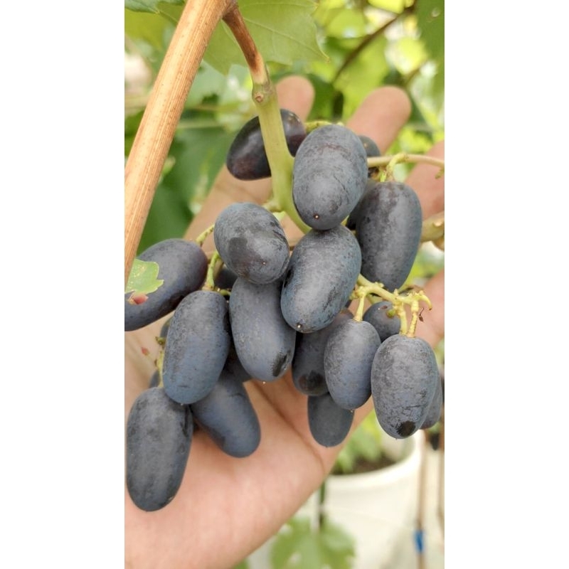 Bbit Anggur Import Gosv