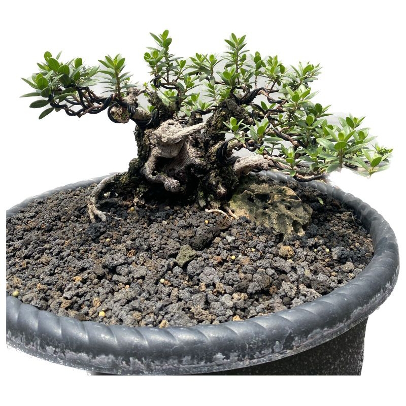 Bonsai Santigi siap kontes