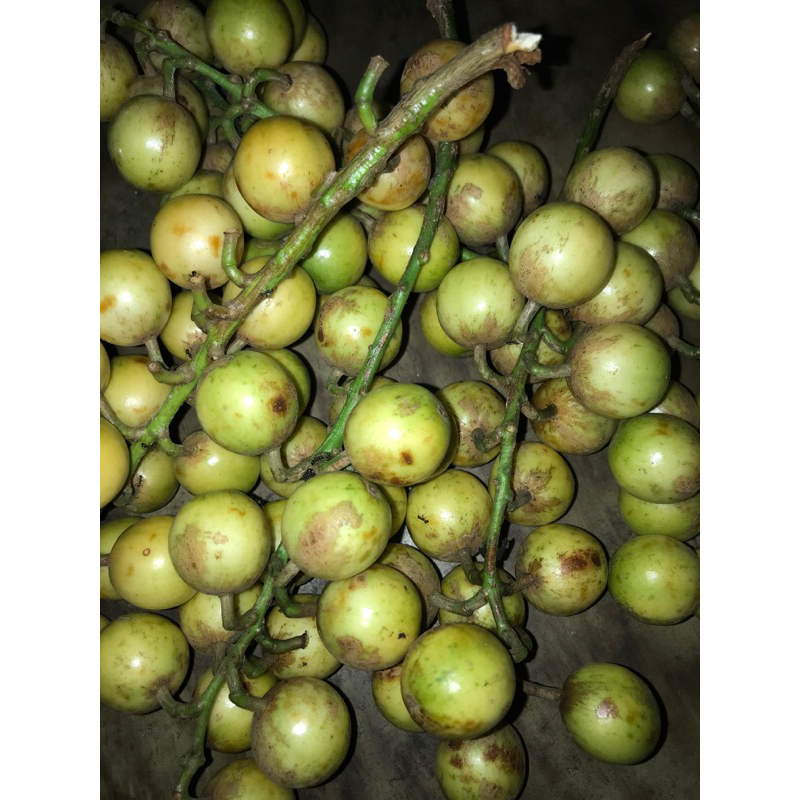 

buah menteng ( mundung )