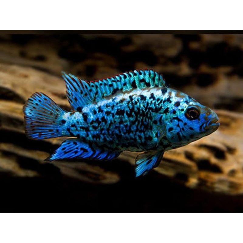 EBJD elektrik blue Jack dempsey