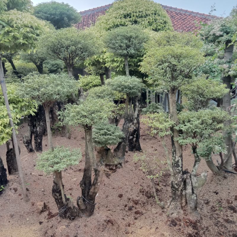 POHON BONSAI PUTRI SALJU//BONSAI PUTRI SALJU//HARGA TERMURAH