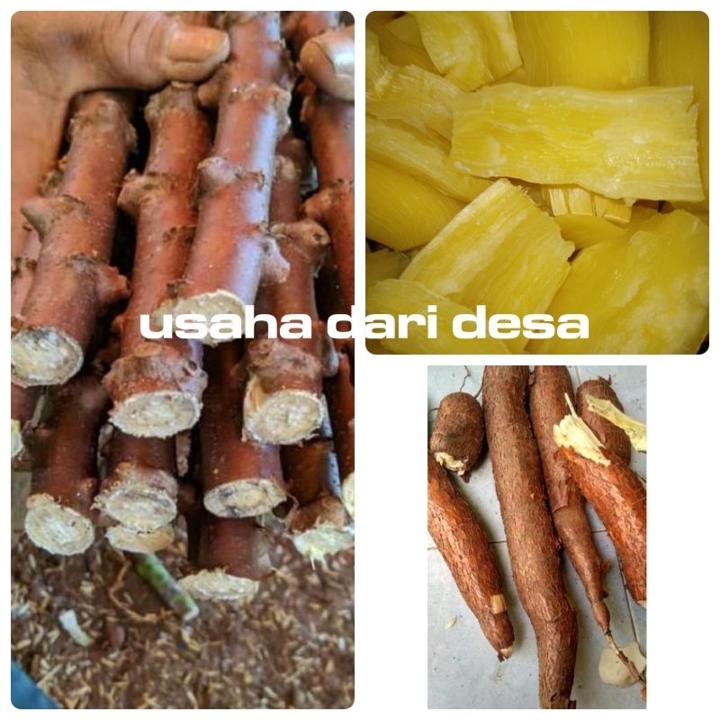 Bibit singkong mentega ketela mentega sayur daun singkong