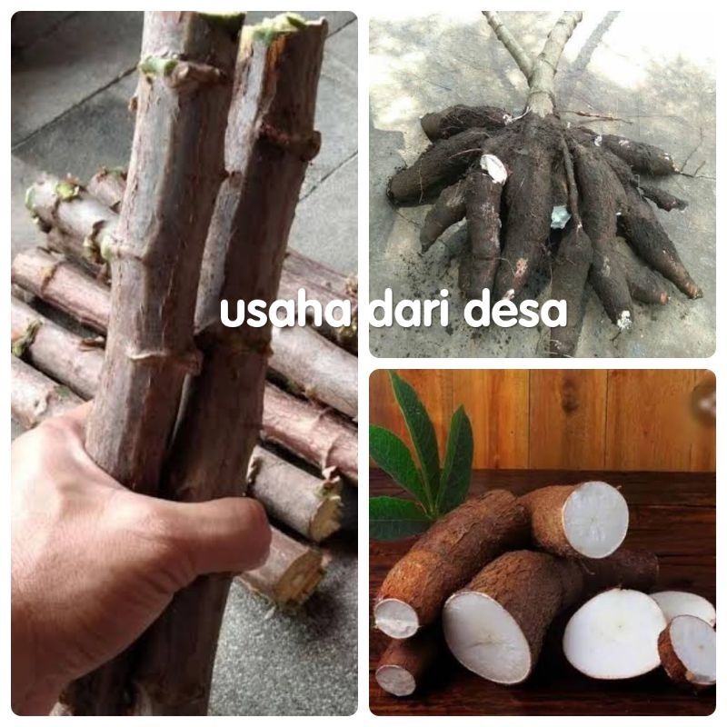 Bibit singkong ketan ketela ketan sayur daun singkong