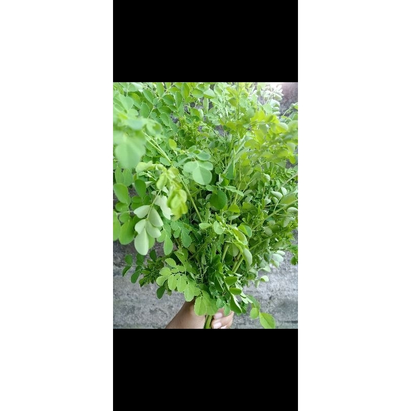 

Ekstrak Daun Kelor 50