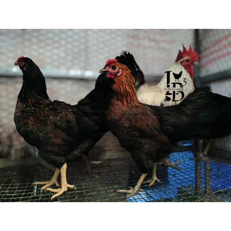 

Telur Fertil Ayam Kampung KUB Induk Asli BTPT Garansi