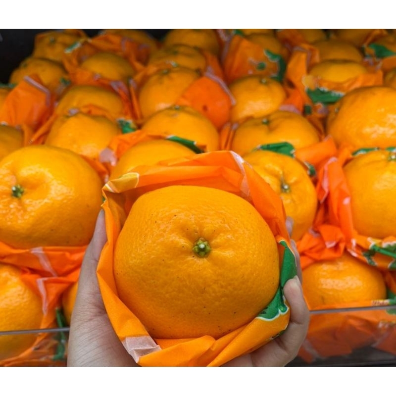 

Jeruk dekopon dino | jeruk dekopon dino sweet 6kg/keranjang