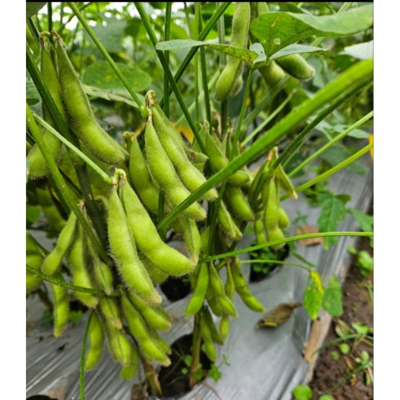 EDAMAME FRESH SUPER PREMIUM 500gr