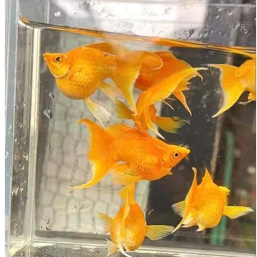 Molly gold balon cawang