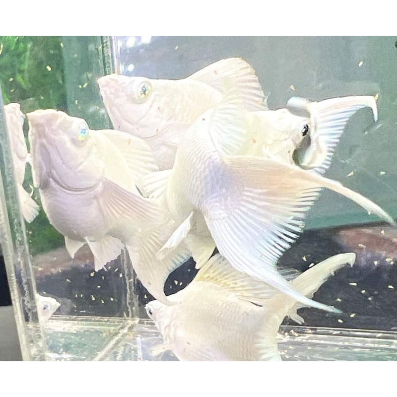Molly platinum blue Eyes Cawang