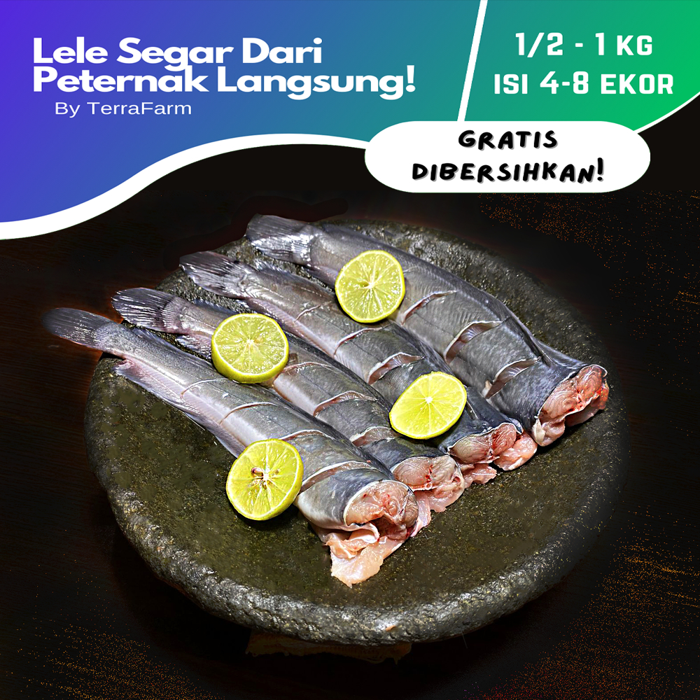 

QUIKO Ikan Lele Segar Dari Peternak Langsung (FRESH) gratis dibersihkan 500gr - 1kg