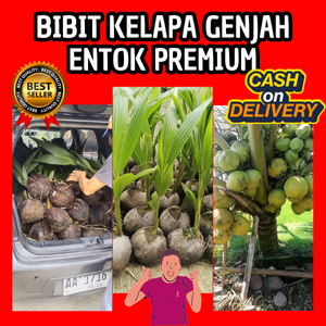 HASIL PANEN BERLIPAT  Pohon Kelapa Genjah Entok Segar