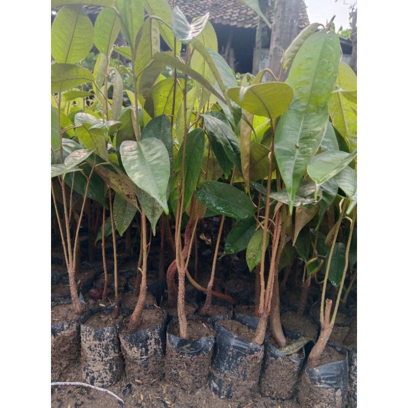 bibit durian bawor murah pool batang besar