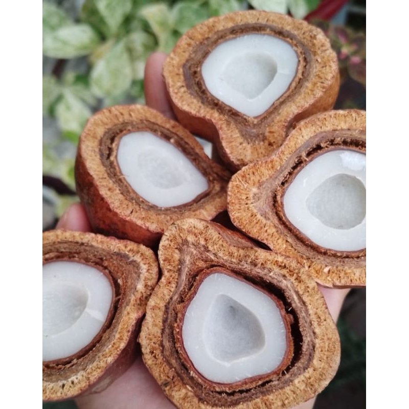 

ZURIAT BELAH MADINAH 500gr