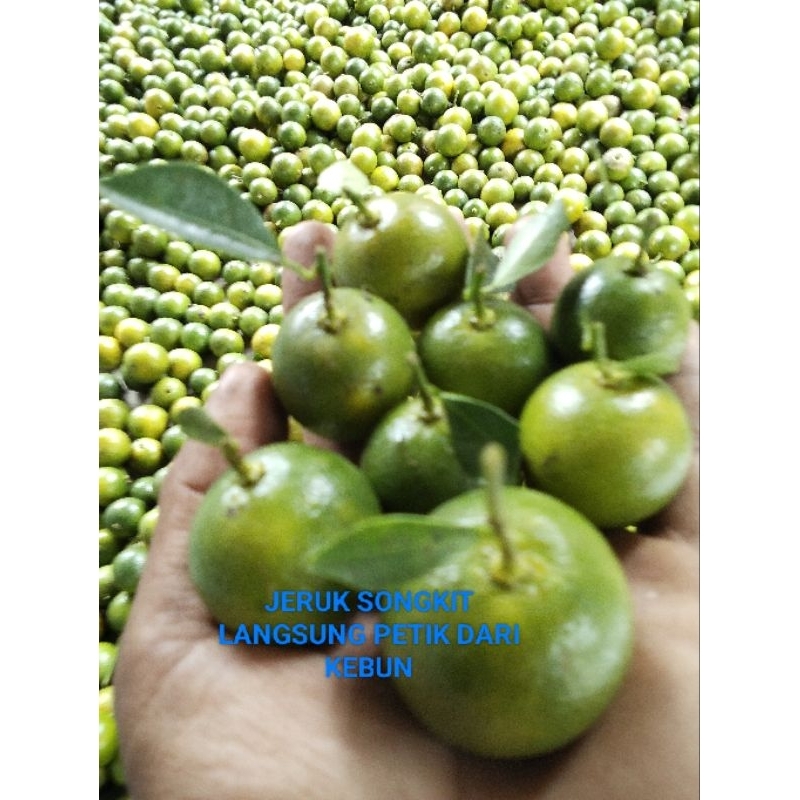 

500gr jeruk songkit/jeruk kasturi/jeruk kunci