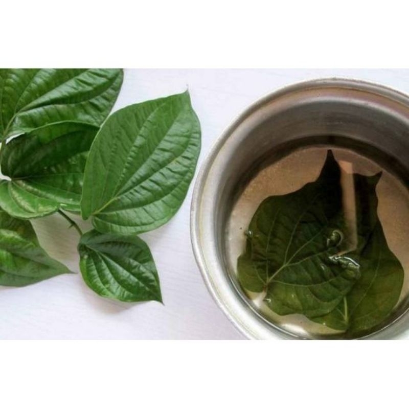 

Daun sirih herbal khasiat 10lembar