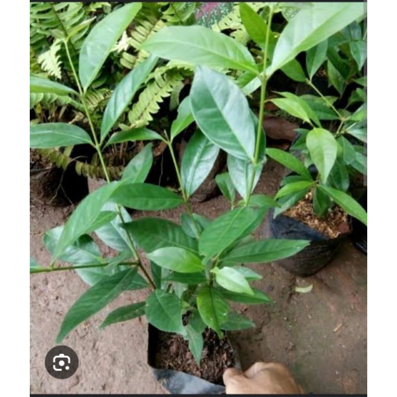 pohon salam rimbun tinggi 1mtr