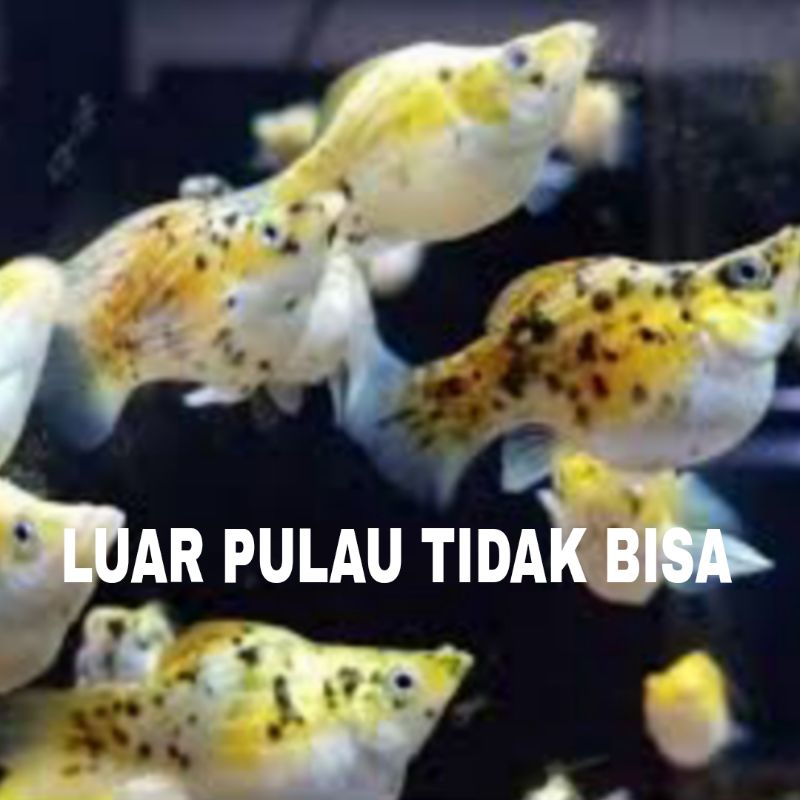 molly calico teyeng 10 pcs