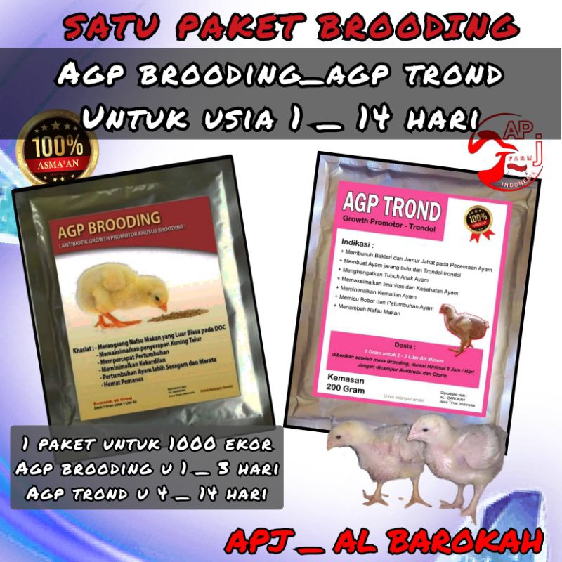 Agp brooding dan #agp trond#nutrisi ayam