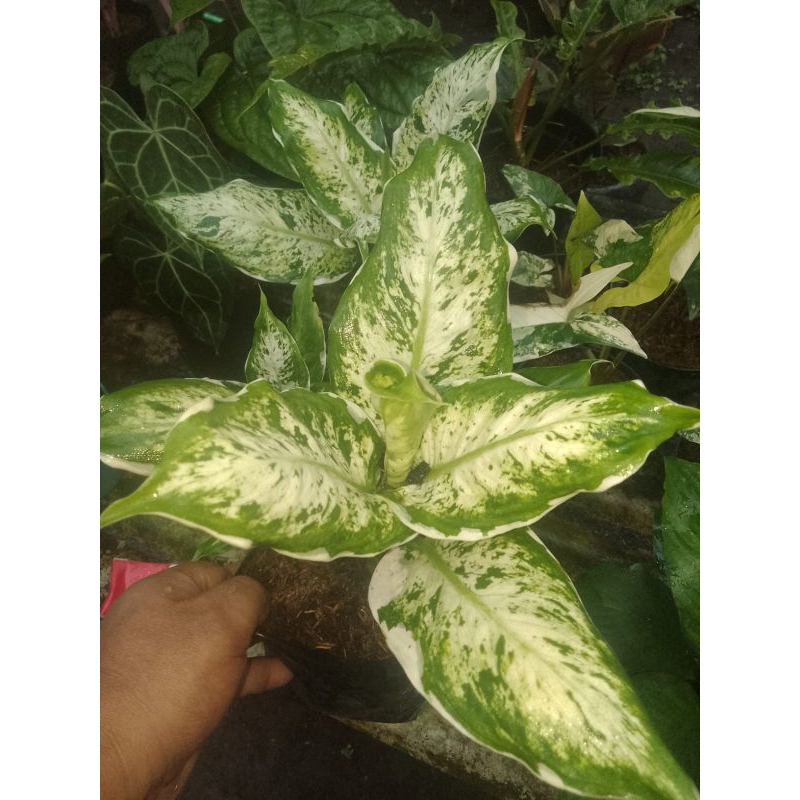 tanaman diven lukisan cinta