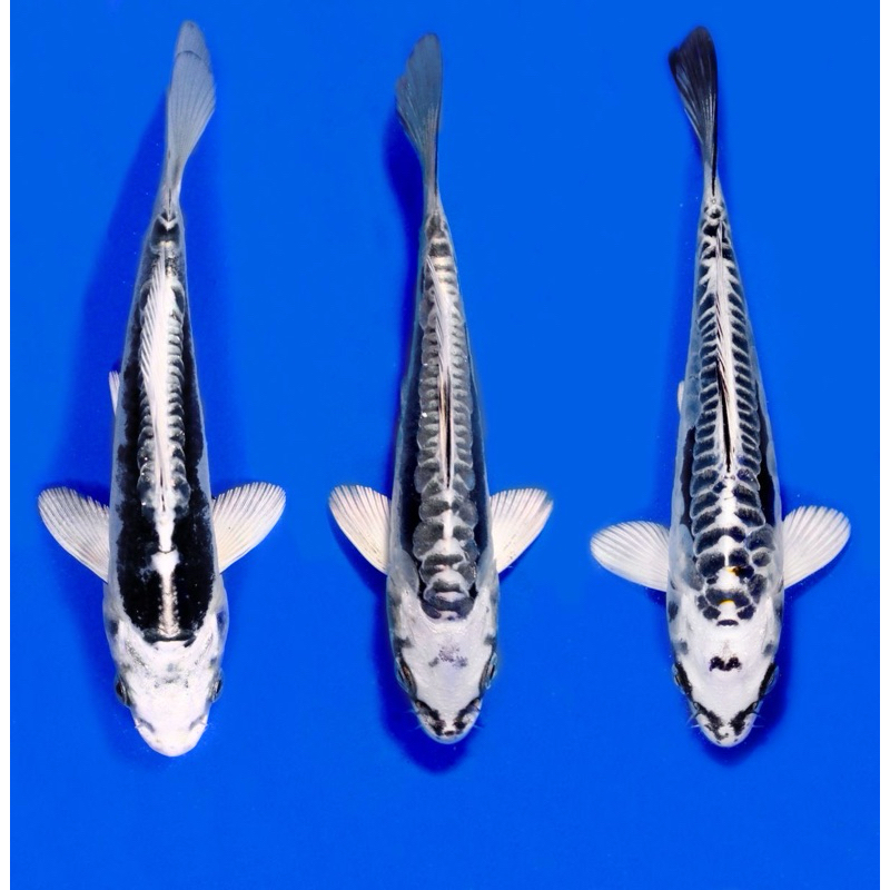 

koi metalik silver berkualitas paket 3 ekor