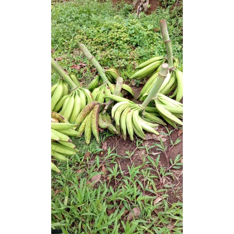 

pisang tanduk/byar 1kg isi 3-4