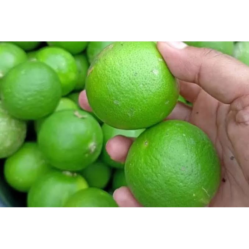 

jeruk nipis hasil kebun sendiri