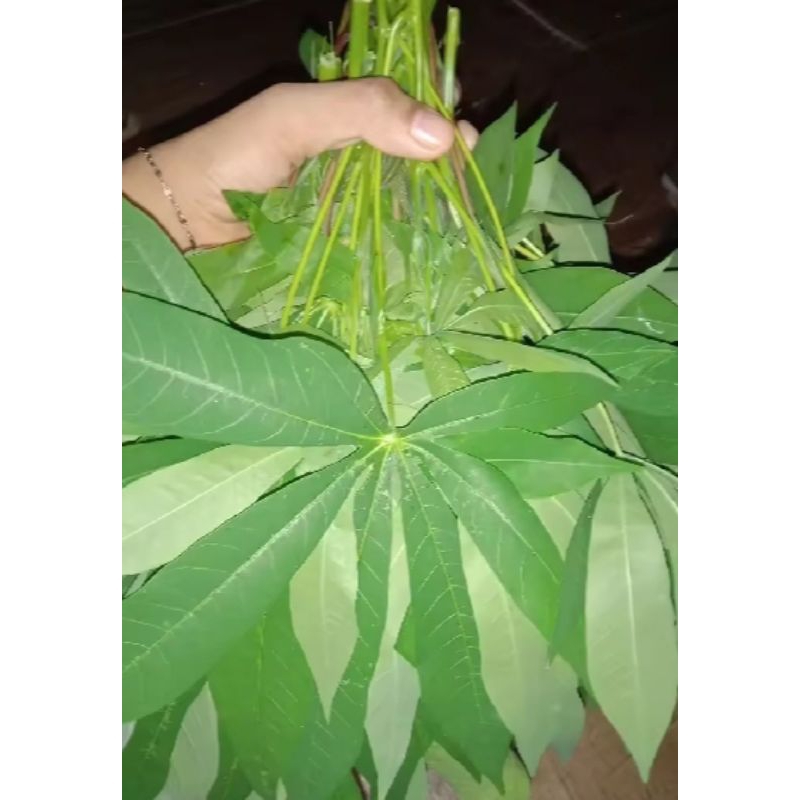 

DAUN SINGKONG PRES LALABAN SEGAR PENAMBAH DARAH 500 GR