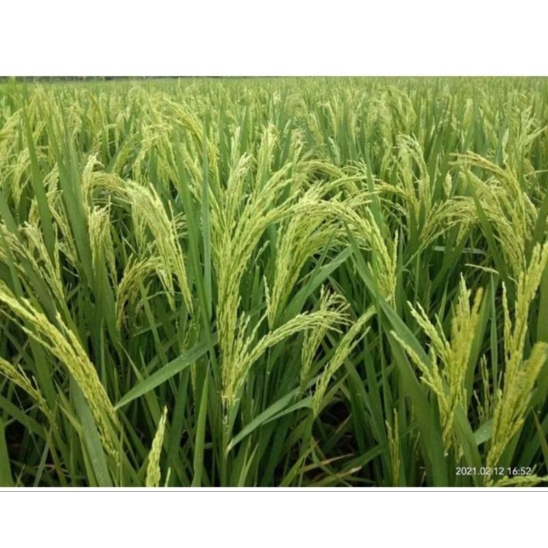 bibit padi Pandawa 05 super unggul 1KG