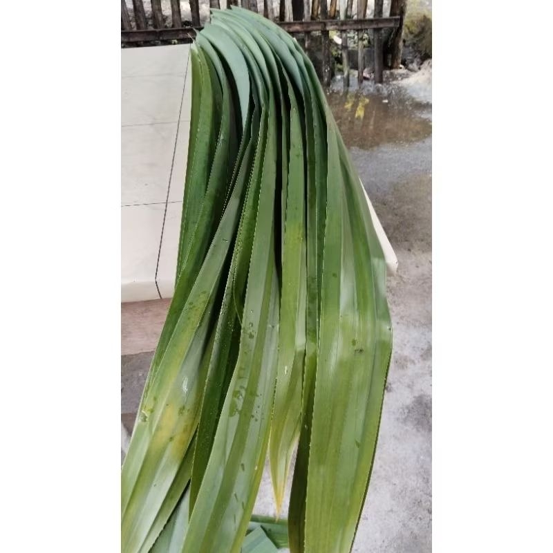 

Daun pandan ukuran besar untuk bungkus kue atau bahan anyaman isi 50 lembar