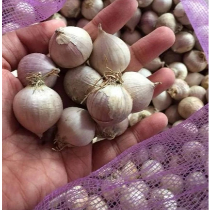 

RESTOCK Bawang putih TunggaL/Lanang 1kg(Uk tanggung)