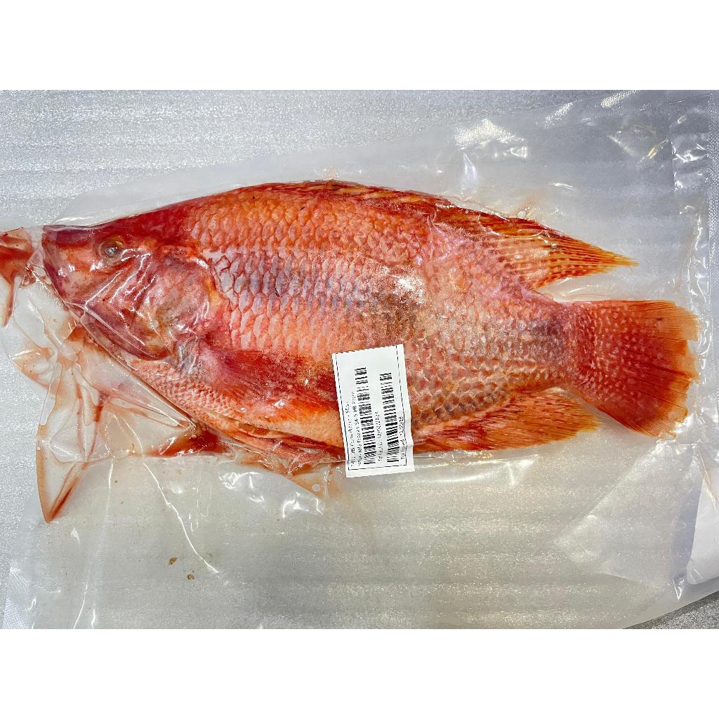 

Ikan Nila Merah Fresh Frozen