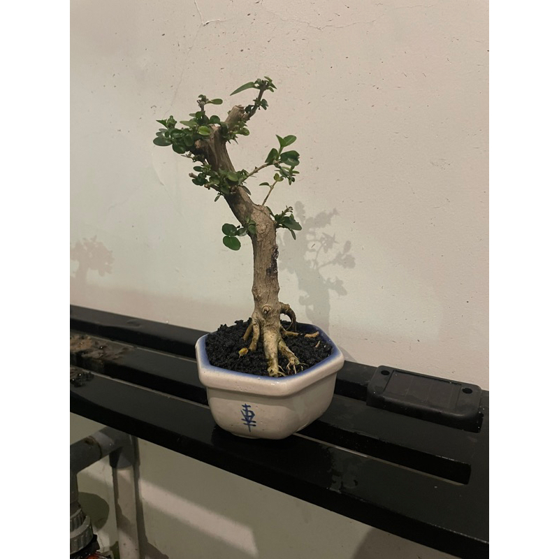 bonsai sancang - hiasan lebaran