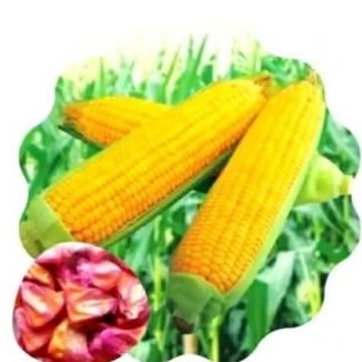 

300+ BENIH JAGUNG MANIS/MURAH bibit unggul pilihan siap tanam