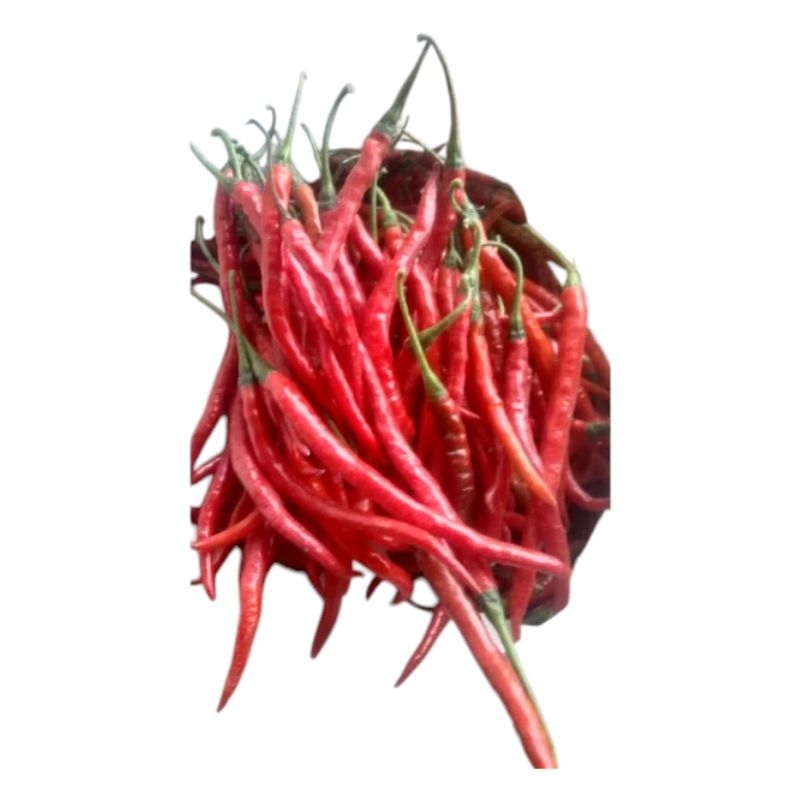 

CABE KRITING GARUT FRESH 1KG/500GRAM LANGSUNG PETIK POHON