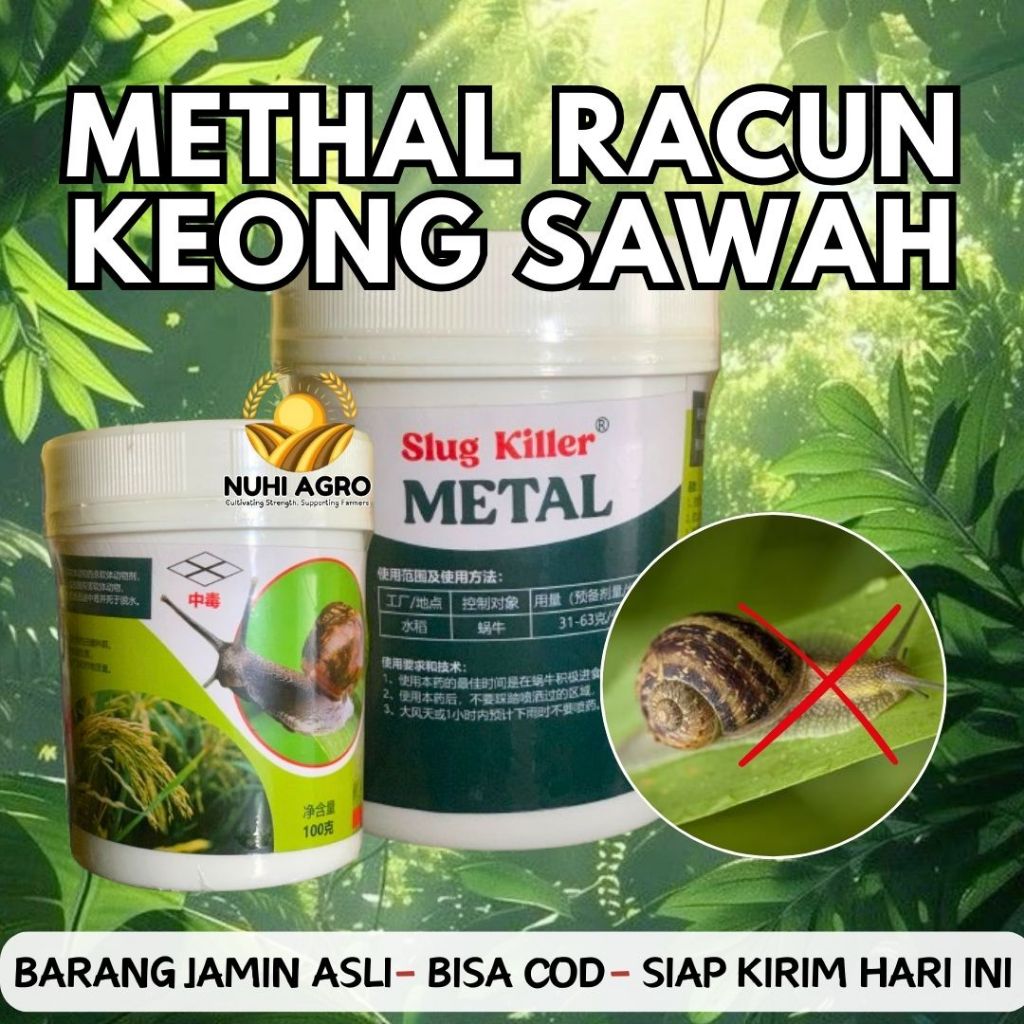 Methal Racun Keong Dan Siput Sawah, Bekicot Sangat Ampuh