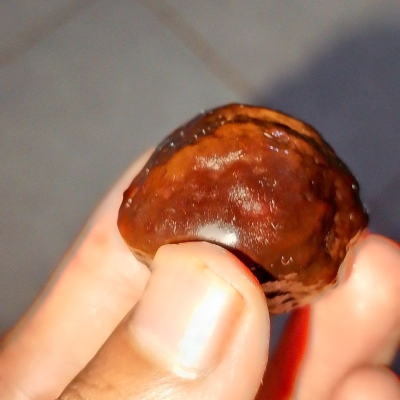 Muncang Adu Bahan Kojo Jenis Eti silang Jalim palean 2 minggu