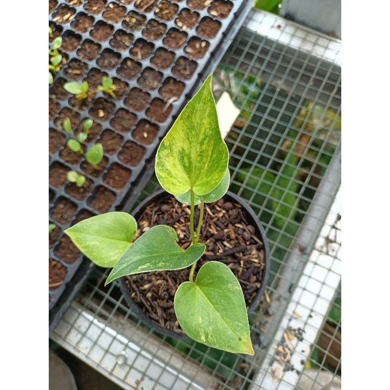 Anthurium corong variegata 2 pot pesanan khusus