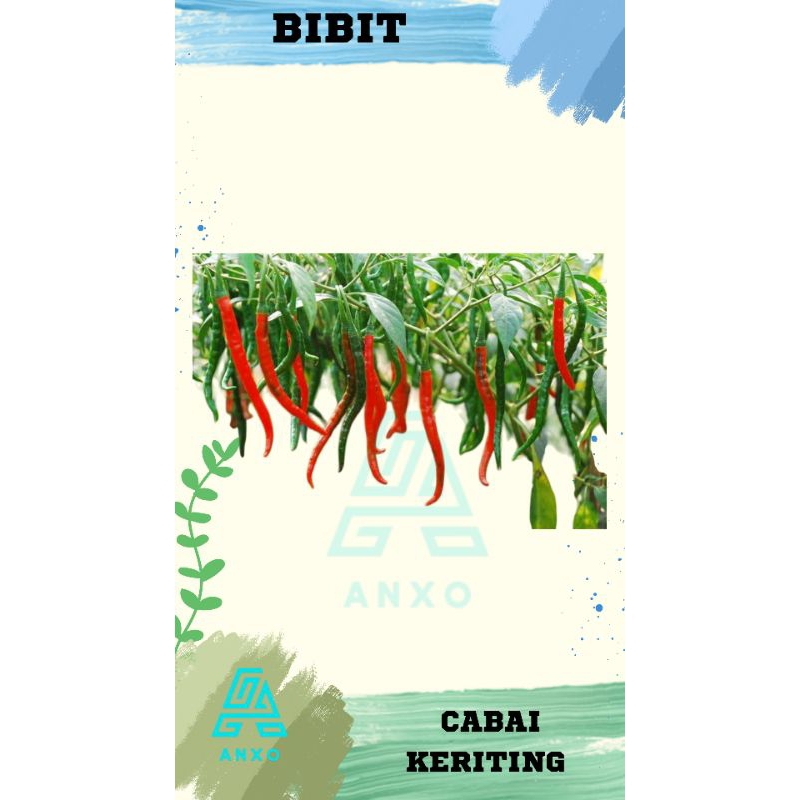 Bibit Benih Cabai Keriting Lokal Super Isi 5 Biji Siap Tanam