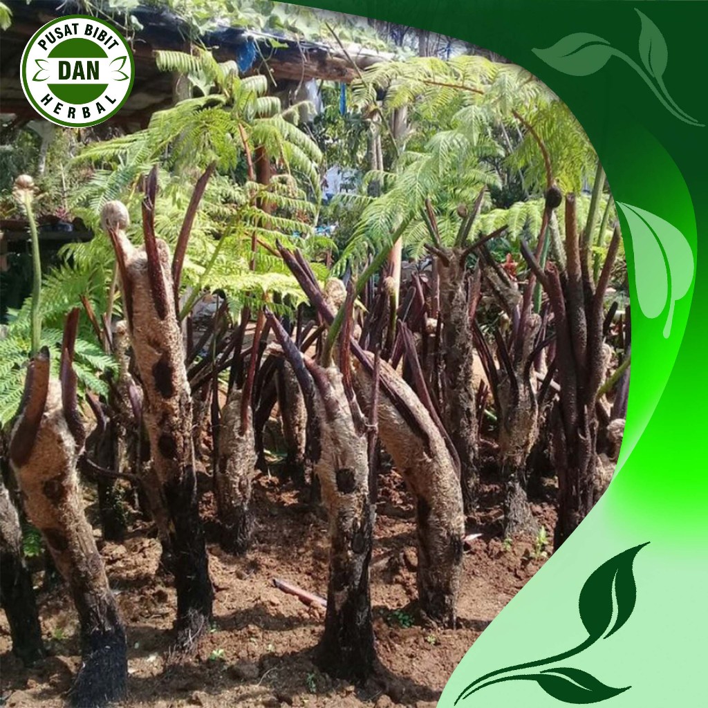 Bibit Tanaman Pakis Paku,pakis haji, pakis monyet pakis paku / Tiang Siap Tanam