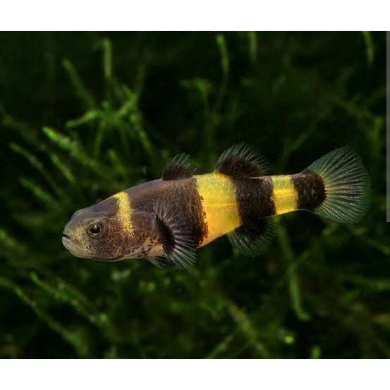 [Hiasan] Bumblebee Goby ( Brachygobius xanthozonus )