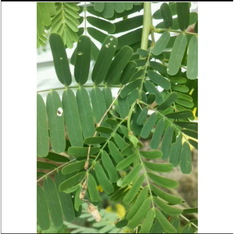 

Daun Jayanti Segar Alami Di Petik Saat Order Masuk