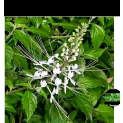 

Daun kumis kucing herbal alami daun basah 500 gr