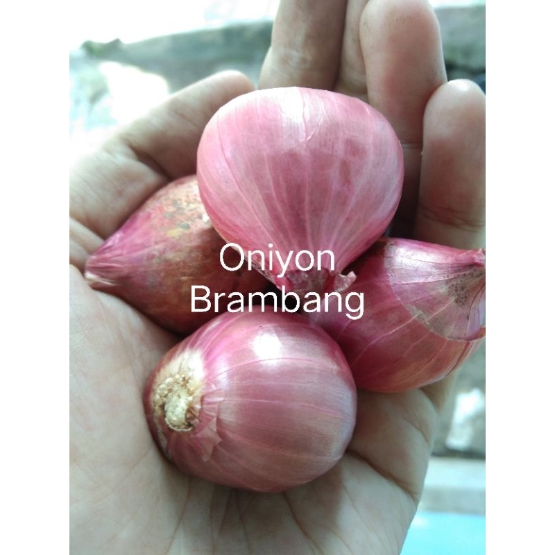 

Bawang Merah Super by Oniyon Brambang