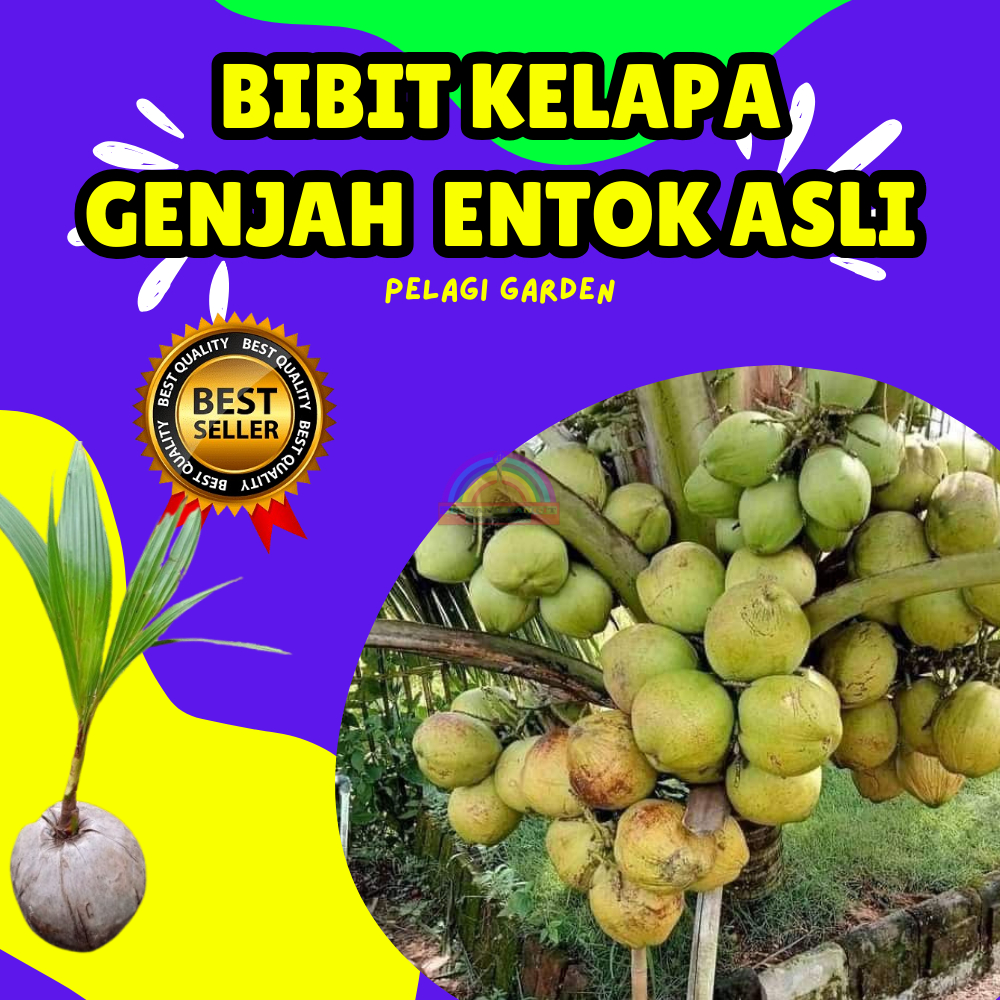 PROMO  Bibit Kelapa Genjah Entok Hijau, Bibit Kelapa Genjah Entok Murah
