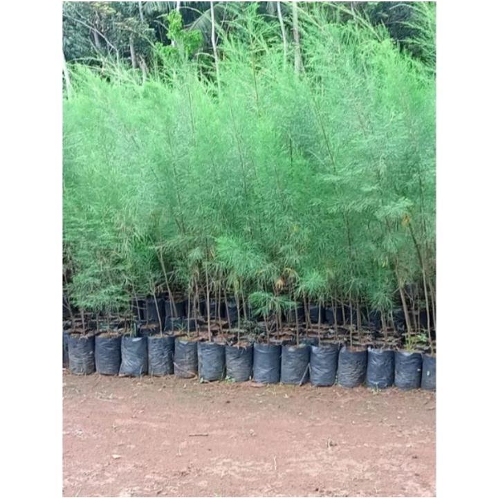 Bibit Pohon Cemara Laut - Cepat Tumbuh & Mudah Dirawat - Ketinggian 2 meter