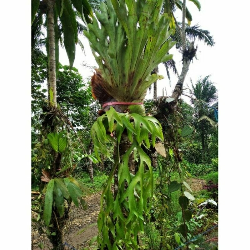 KADAKA TANDUK RUSA / KADAKA TANDUK RUSA JUMBO