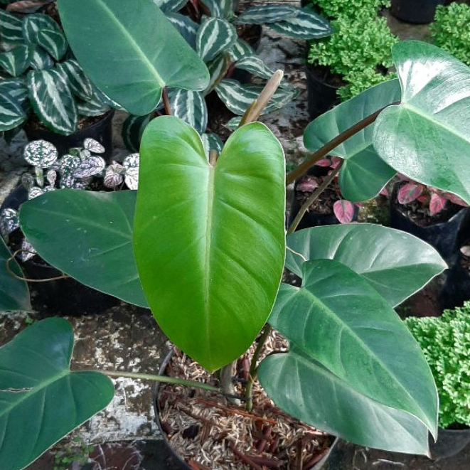 TANAMAN HIAS PHILO GREEN EMERALD MEDIUM SIZE